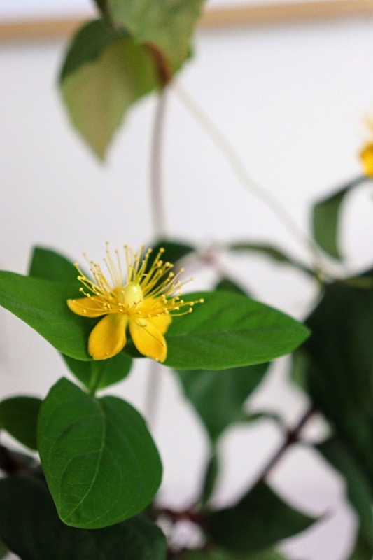 IMG_4986_copy_1000x1500