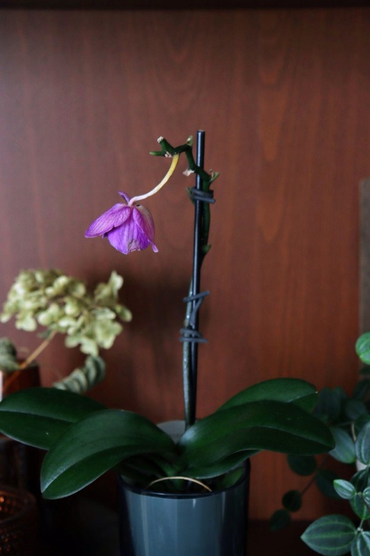 IMG_5468_copy_1000x1500