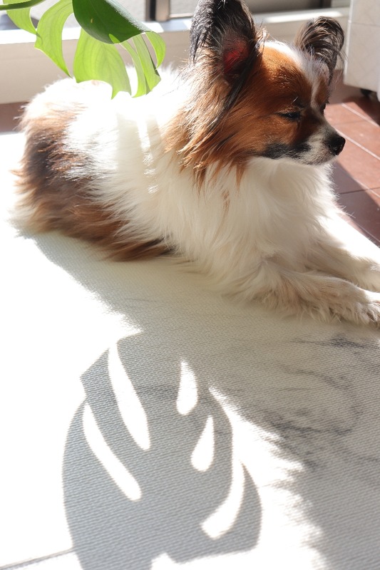 IMG_2579_copy_768x1152