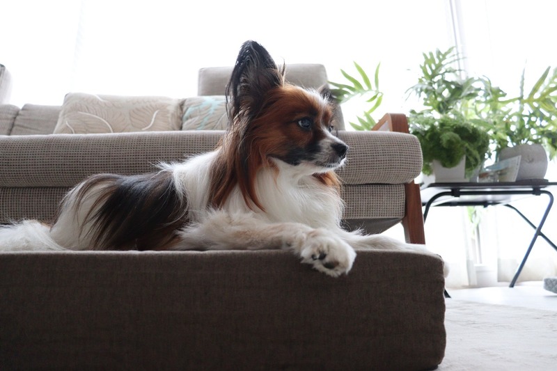 IMG_4145_copy_1500x1000