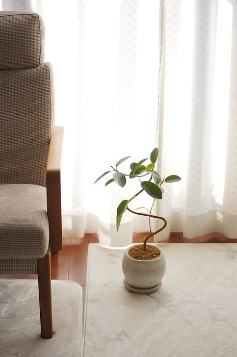 花言葉は 永久の幸せ 風水的にも しなやかな曲がり仕立てのフランスゴムの木 Pr 専業主婦まさきの一日 Powered By ライブドアブログ