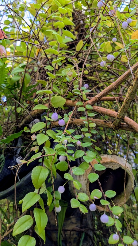 PXL_20251123_044134614~2