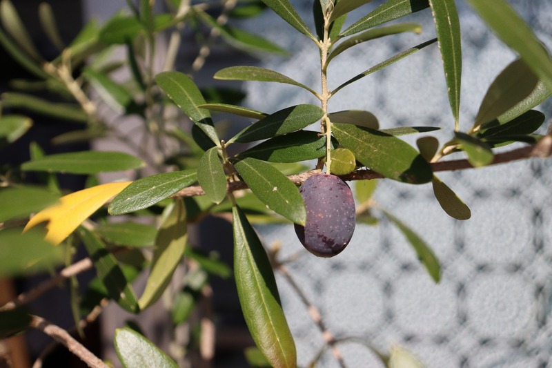 IMG_4518_copy_1500x1000