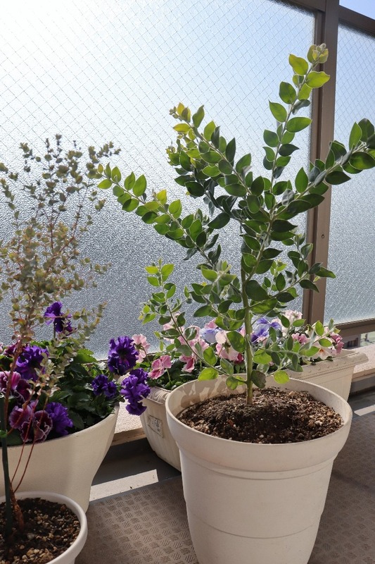 IMG_2569_copy_768x1152