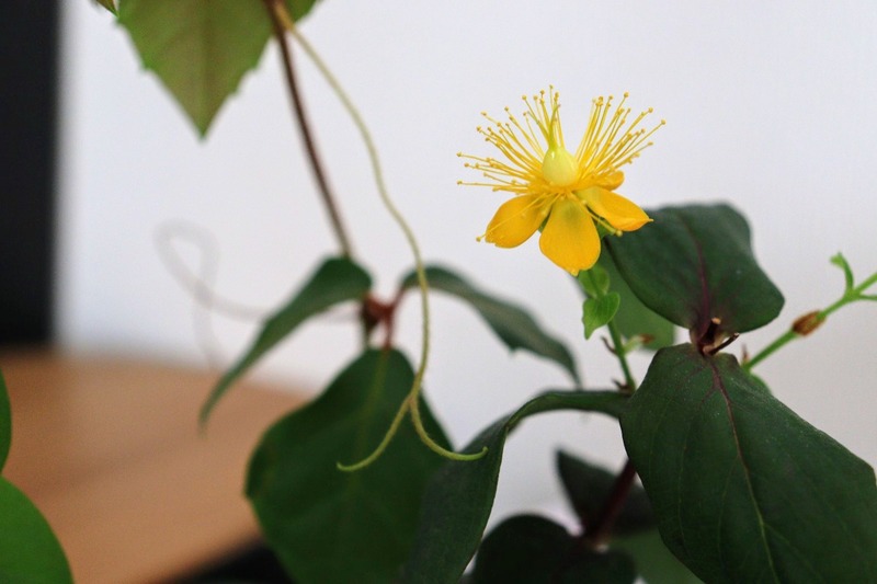 IMG_4990_copy_1500x1000