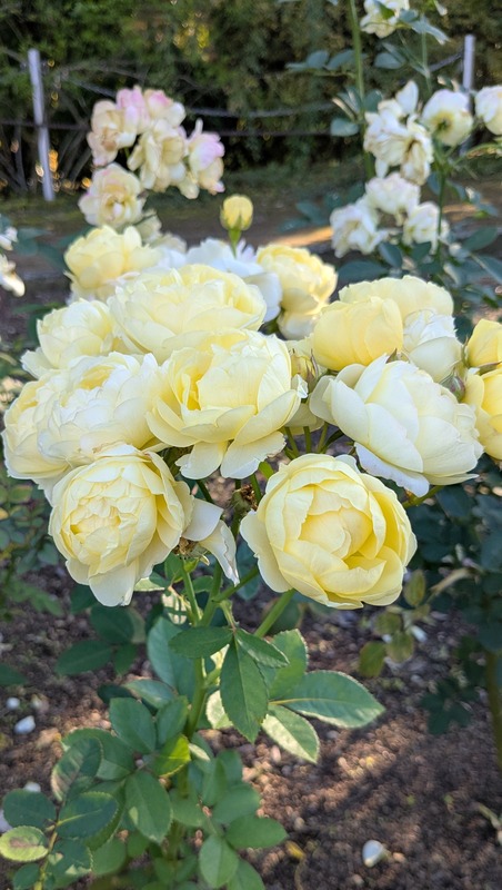 PXL_20251123_055724252~2