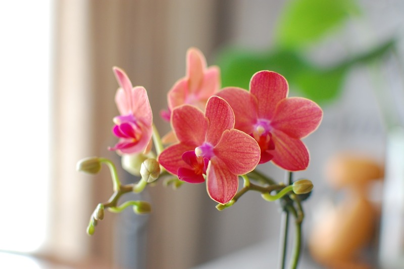 DSC_7028_copy_1504x1000