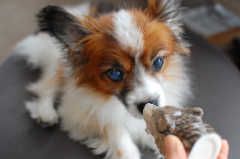 DSC_6870_copy_1504x1000