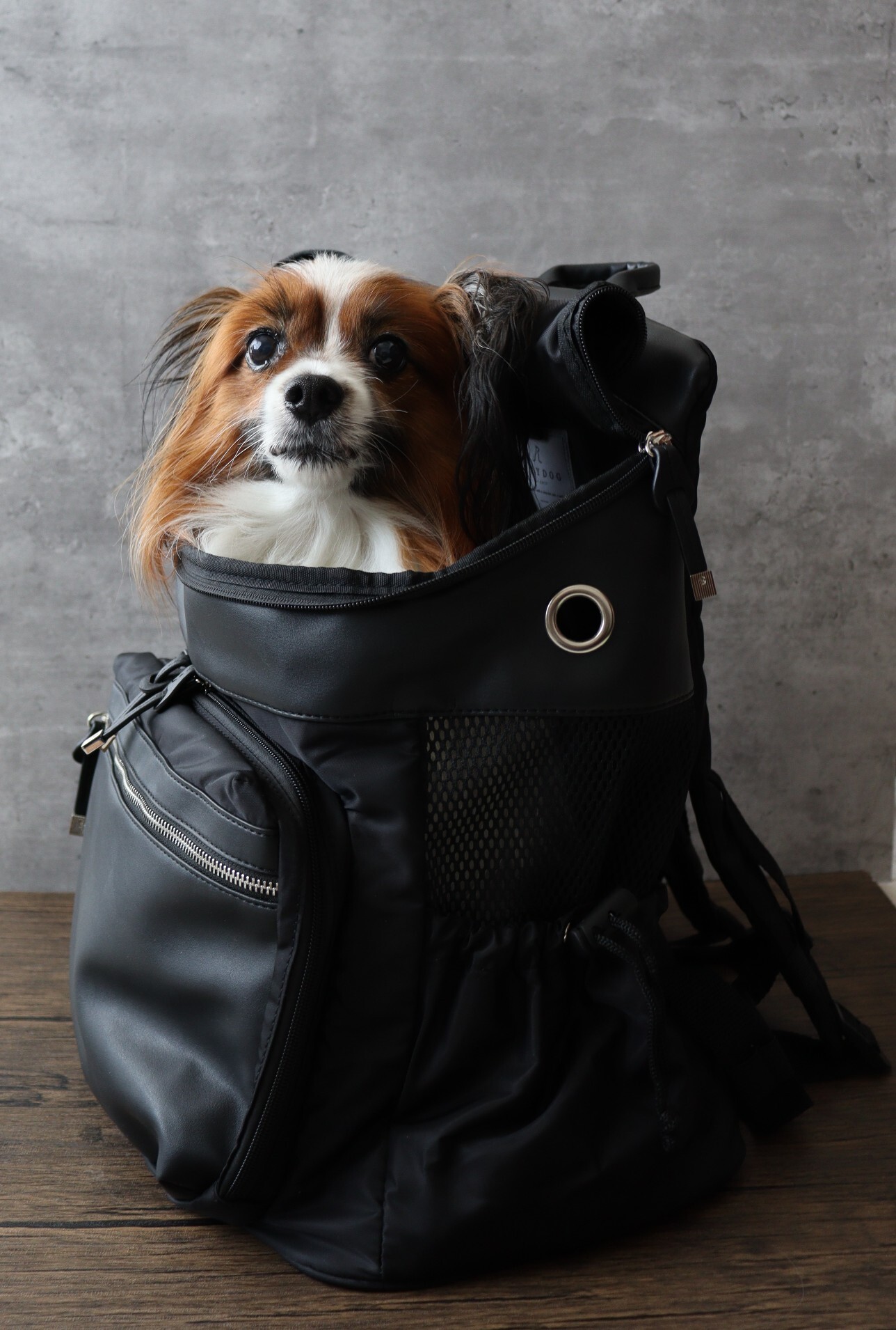 CITYDOGシティドッグ】超軽量ペット用リュックで身軽にお出かけ