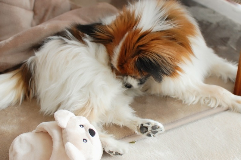 DSC_5787_copy_1504x1000