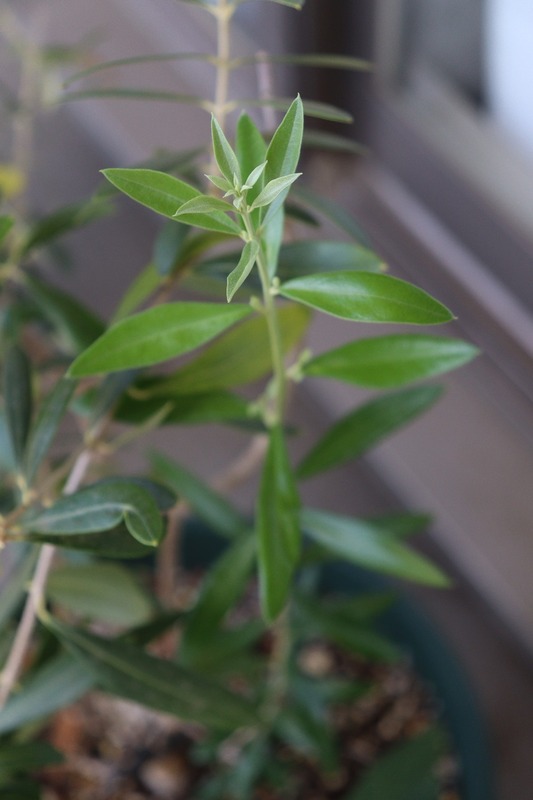 IMG_4205_copy_1000x1500