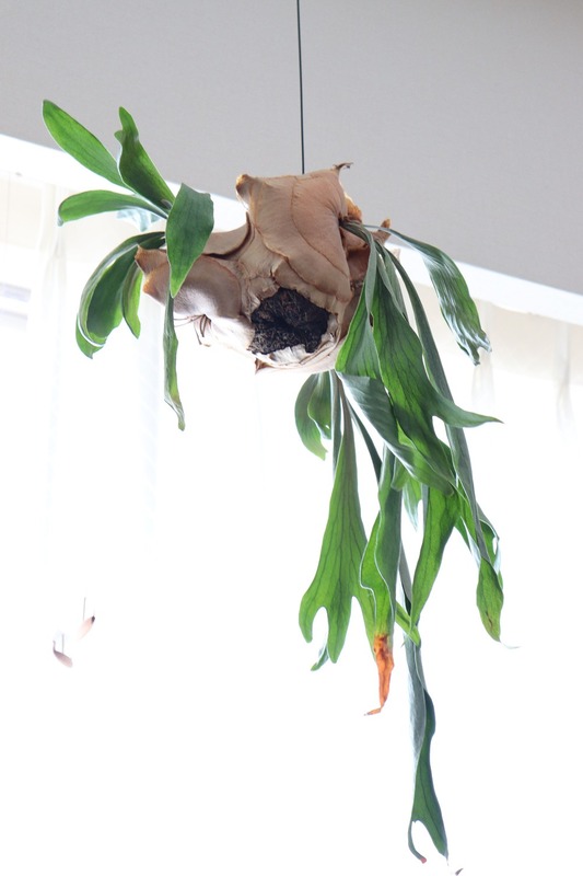 IMG_4208_copy_1000x1500