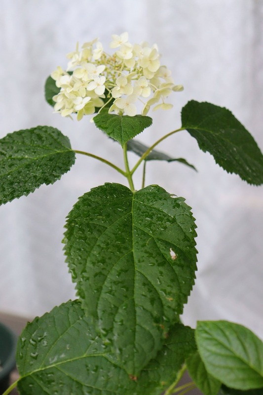 IMG_3924_copy_1000x1500