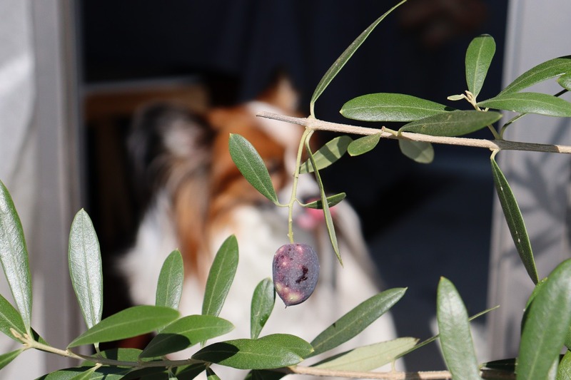 IMG_4517_copy_1500x1000