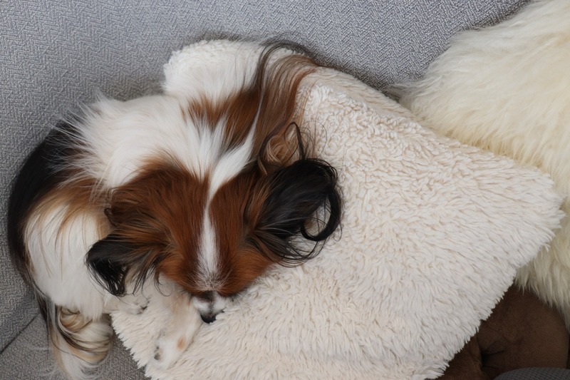 IMG_4671_copy_1500x1000