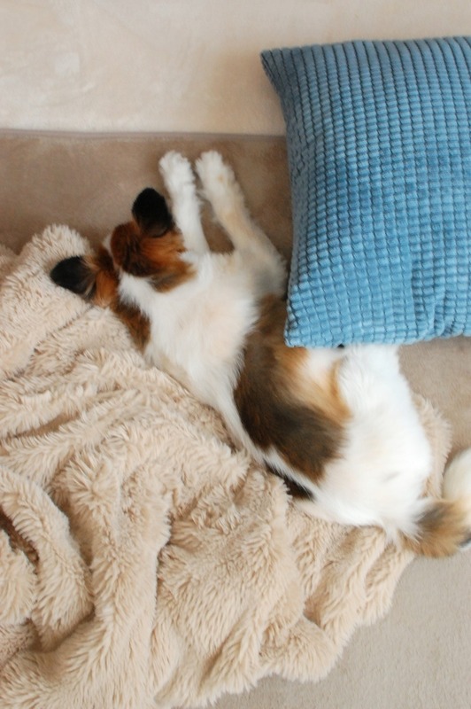 DSC_6722_copy_1504x1000