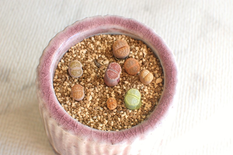 DSC_5910_copy_1504x1000