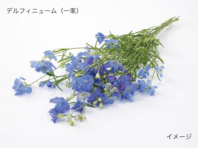 ユニクロのお花屋さん 専業主婦まさきの一日 Powered By ライブドアブログ ユニクロのお花屋さん 専業主婦まさきの一日 Powered By ライブドアブログ