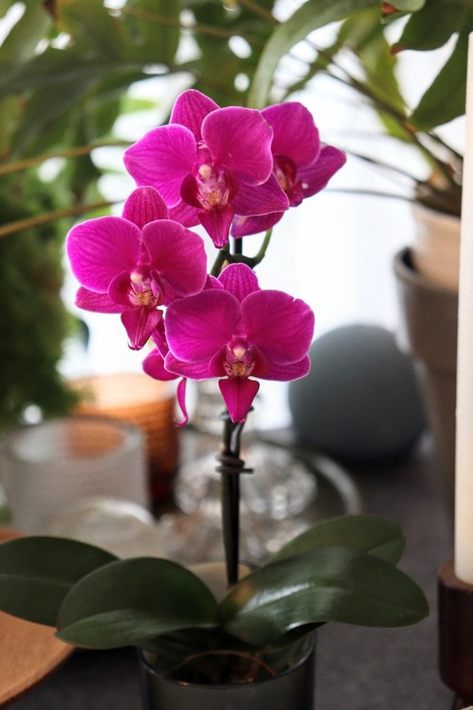 IMG_4985_copy_1000x1500