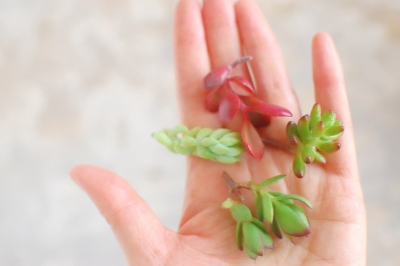 DSC_5881_copy_1504x1000