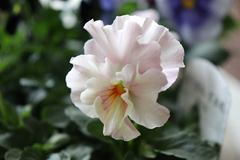IMG_2100_copy_800x533