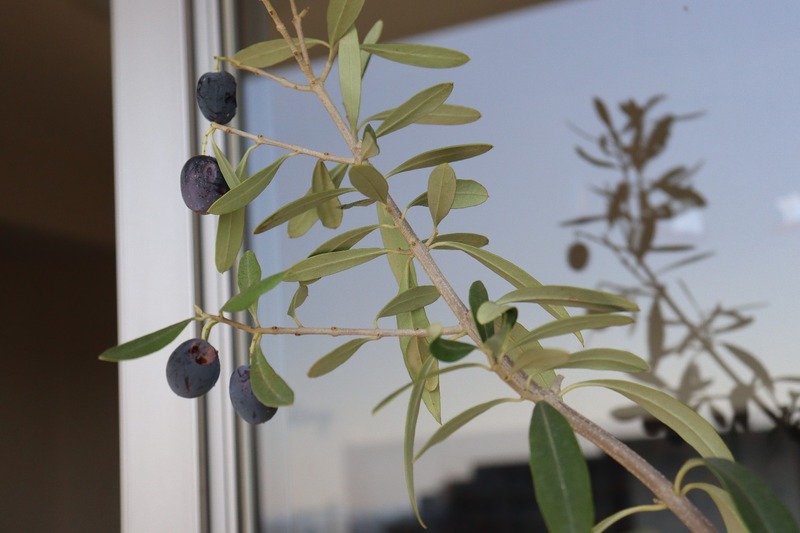 IMG_4516_copy_1500x1000