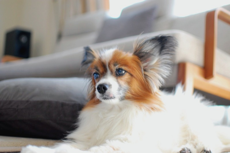 DSC_6990_copy_1504x1000