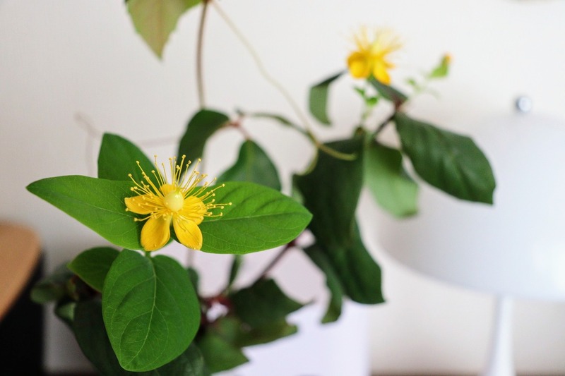 IMG_4988_copy_1500x1000