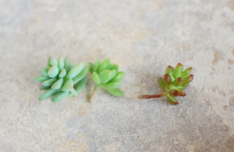 DSC_5883_copy_1504x1000