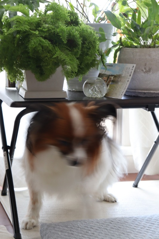 IMG_4207_copy_1000x1500