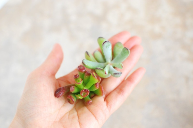 DSC_5879_copy_1504x1000