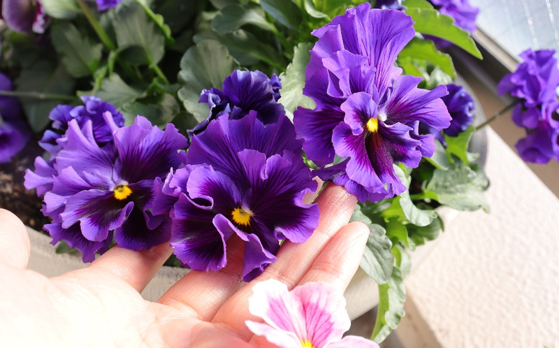 IMG_2572_copy_1024x683