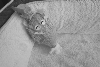 DSC_0272_copy_800x533