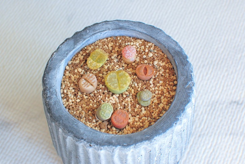 DSC_5906_copy_1504x1000