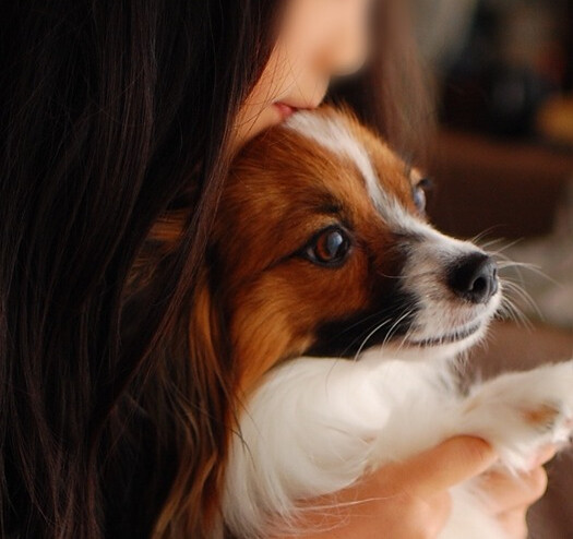 克服 ガチガチの犬嫌いが犬好きになった理由 専業主婦まさきの一日 Powered By ライブドアブログ 克服 ガチガチの犬嫌いが犬好きになった理由 専業主婦まさきの一日 Powered By ライブドアブログ