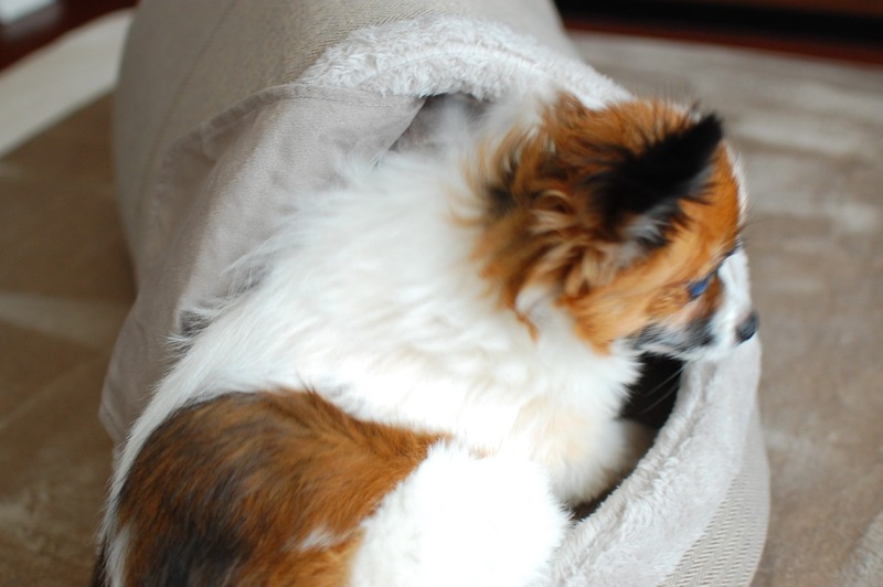 DSC_5429_copy_1504x1000