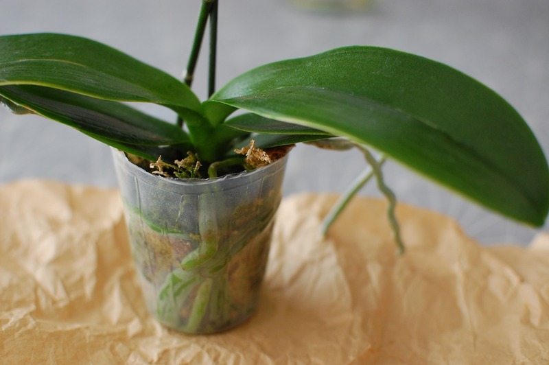 DSC_7030_copy_1504x1000