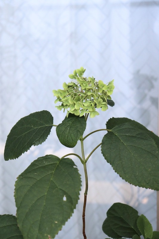 IMG_4202_copy_1000x1500