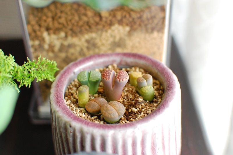 DSC_7054_copy_1504x1000