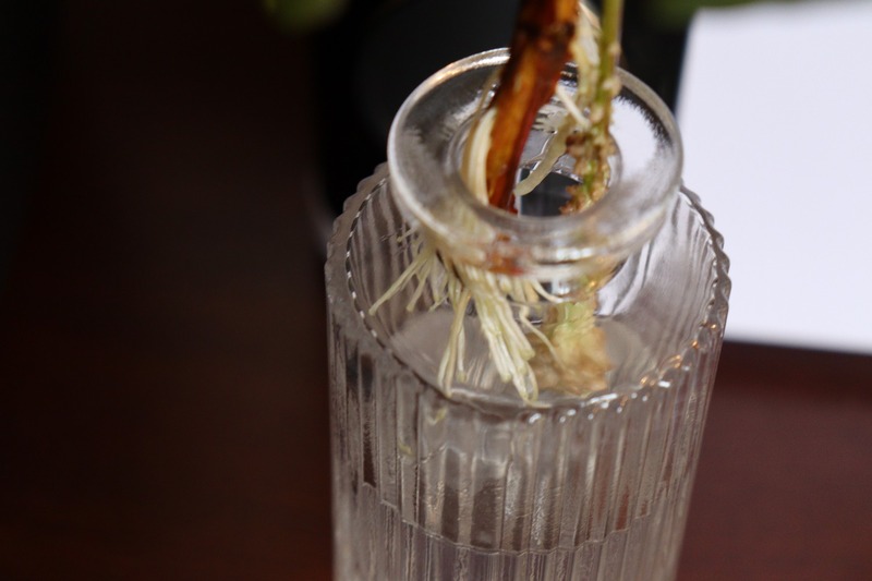 IMG_4984_copy_1500x1000