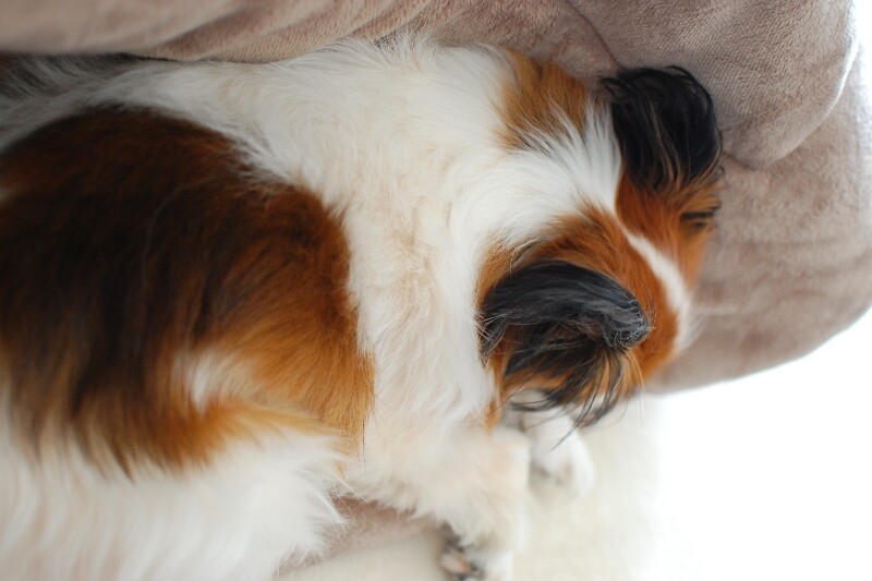 DSC_4728_copy_800x533