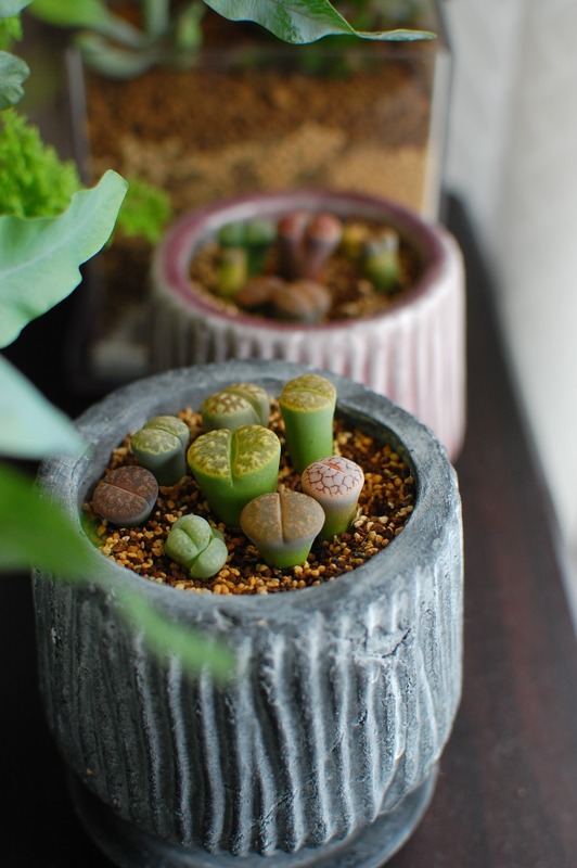 DSC_7053_copy_1000x1504