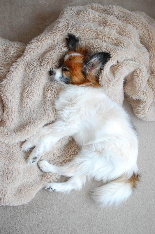 DSC_6806_copy_1504x1000