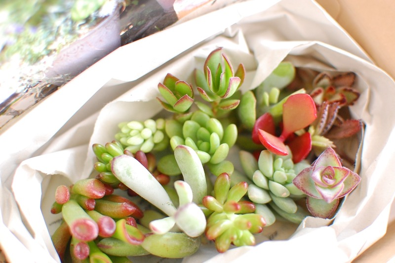 DSC_5877_copy_1504x1000