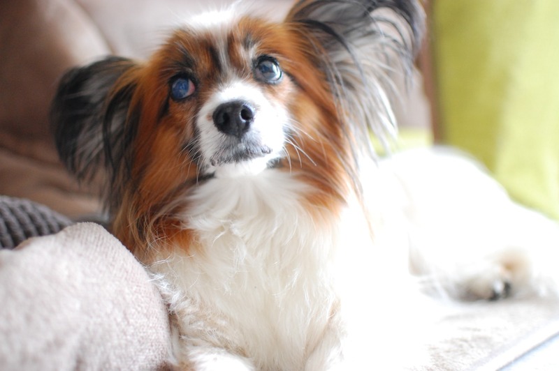 DSC_6356_copy_1504x1000