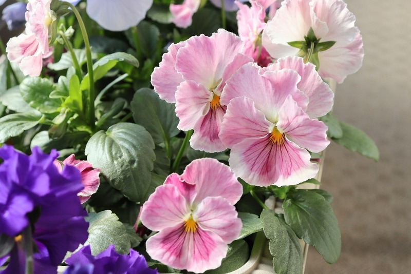 IMG_2571_copy_1024x683