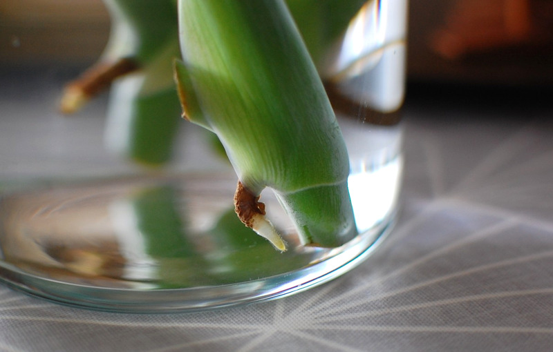 DSC_6984_copy_1504x1000