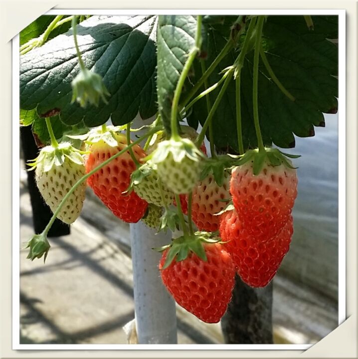 いちご狩りに白コーデだった日 専業主婦まさきの一日 Powered By ライブドアブログ