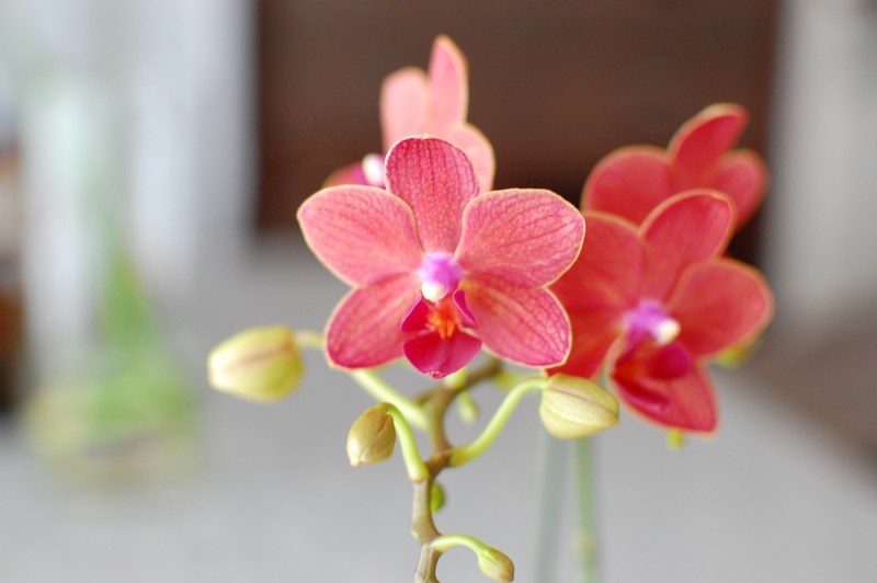 DSC_7029_copy_1504x1000