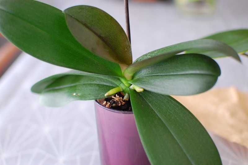 DSC_7031_copy_1504x1000